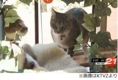 &ldquo;船爆発・沈没&rdquo;そのとき猫は、海に飛び込み飼い主の元へ泳ぎ着く。