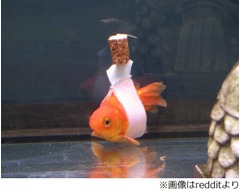 コルク使い金魚の&ldquo;車いす&rdquo;に、飼い主の愛情に称賛の声相次ぐ。