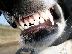 犬と飼い主に&ldquo;W噛み&rdquo;される、「飼い主が犬に似る時代」と皮肉も。