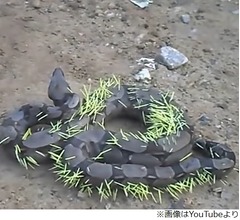 痛々しい&ldquo;トゲだらけのヘビ&rdquo;