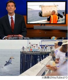 海戻るアザラシに衝撃の結末、「水中からサメがバクッ」実は&hellip;。