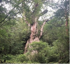 菜々緒、阿部寛を初めて見たときは「縄文杉見たときの衝撃」受けた