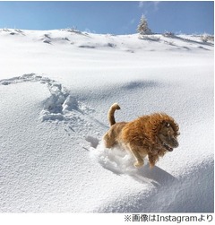 ライオンのようなわんこが人気、ゴミ捨て場の野良犬からアイドル犬に。