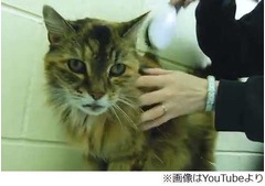 世界一&ldquo;うるさい&rdquo;にゃんこ、地下鉄並みの音量で喉をゴロゴロ。