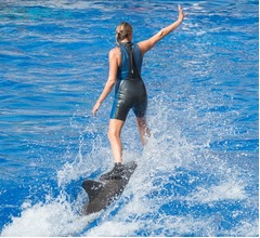 米ベテラン俳優がイルカショー非難