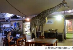 &ldquo;巨大な珍客&rdquo;が現れるカフェ、のっしのっしと歩く姿に客も興奮。