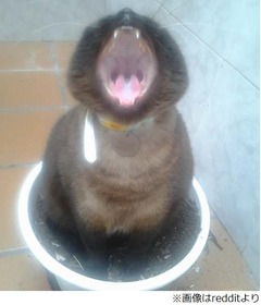 マリオの&ldquo;あのキャラ&rdquo;風ネコ、植木鉢の上にちょこんと座ったら&hellip;。