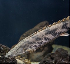 堂本剛が&ldquo;ENDRECHERI（エンドリケリー）&rdquo;になったきっかけ