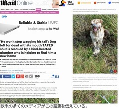 口と足縛られ捨てられたわんこ