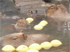 グレープフルーツ湯にカピバラ、身も心もほっこり癒やされ恍惚な表情。