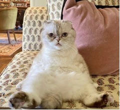 テイラー・スウィフトの猫が&ldquo;裕福なペット&rdquo;世界3位、推定資産は驚愕の&hellip;