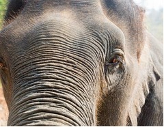 仲間殺され15頭のゾウが報復、轢いた列車や周辺の民家を&ldquo;攻撃&rdquo;。