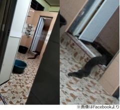 トイレから這い出てきた&ldquo;謎の生物&rdquo;