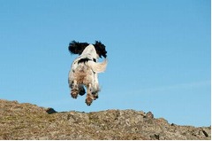 &ldquo;愛犬失踪&rdquo;で挙式延期に賛否、式の10日前に姿消し途方に暮れる。