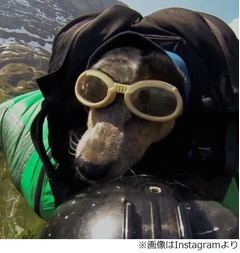 飼い主と大空を飛んだわんこ、ジャンプスーツで岩場からダイブ。