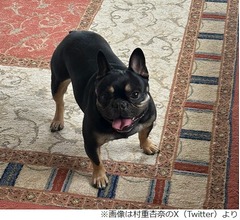 村重杏奈、愛犬&ldquo;ランパチ&rdquo;（乱刃血）の名前の由来明かす