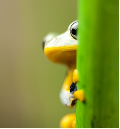 &ldquo;カエル生食&rdquo;で陰嚢に寄生虫、「病に効く」の言い伝え信じ悲劇。