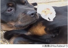 &ldquo;仲良し&rdquo;わんことハムスター、飼い主「お互いにとって最高の友人」。