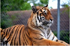 トラと一緒に&ldquo;自撮り&rdquo;違法化、米ニューヨーク州で最高5万円の罰金。