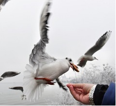 食べ物盗むカモメには&ldquo;睨みつける&rdquo;が有効