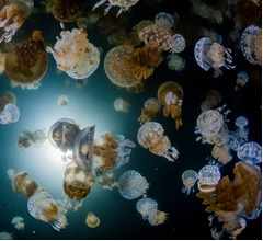 ヨーロッパ最大級の原子力発電所、&ldquo;予期せぬ侵入者&rdquo;で稼働停止