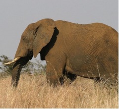 &ldquo;ゾウの睾丸&rdquo;がん治癒に関する秘密が隠されている？