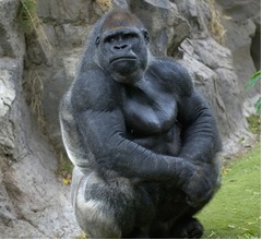 ゴリラ&ldquo;回転ダンス&rdquo;でトランス状態に