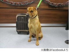 スーツケース守る悲しいわんこ、中身は犬用枕やおもちゃなどの&ldquo;餞別&rdquo;。