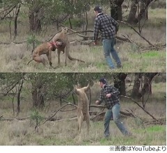 犬救うためカンガルーにパンチ