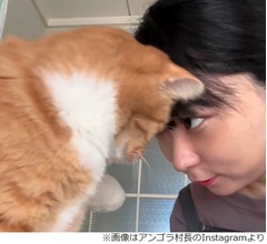 アンゴラ村長、愛猫・菊次郎との間で&ldquo;最近流行ってる遊び&rdquo;に「かわいい！」続々