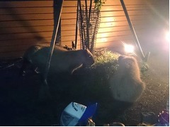 秋の夜長にカピバラとお茶会、今年誕生の子カピバラ含め9頭が参加。