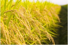 女児体内に侵入した稲が発芽、&ldquo;ケツ割れパンツ&rdquo;が招いたハプニング。