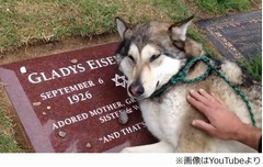 墓石に寄り添って&ldquo;泣く&rdquo;犬、普段接する人間から悲しみ方学んだ？