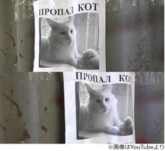 ずっと見てくる&ldquo;ポスターのネコ&rdquo;