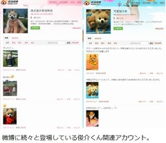 「俊介くん」が中国で人気爆発、日本発のキュートな&ldquo;ツイッター犬&rdquo;。