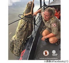 釣り場スポットに巨大ワニ「恐竜だよね&hellip;」