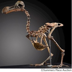 絶滅&ldquo;ドードー&rdquo;の骨が競売に、95％残存