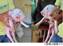 顔が2つのブタに高額オファー、噂聞きつけ連日多くの人が押しかける。