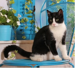 ネコに&ldquo;暗闇で光り輝く性質&rdquo;があった