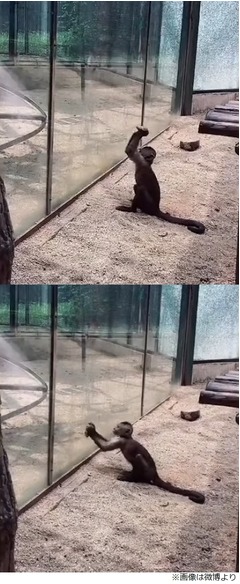 動物園のサルが石で檻のガラス割る、脱走したかった？