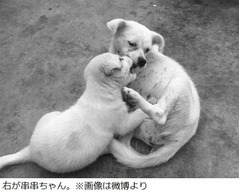 3度捨てられても家に帰った犬、悲しくともめげない姿が中国で話題に。