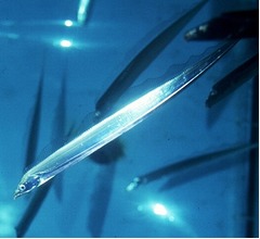 サンシャイン水族館が20年ぶりタチウオ展示