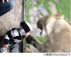 ライオンが必死に男児&ldquo;襲撃&rdquo;、白黒ボーダーの服をシマウマと勘違い？