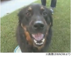 犬が5年前紛失の指輪吐き出す、友人「私もダイヤモンド吐く犬が欲しい」。