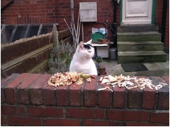 【写真】にゃんこがパン屋さんを開店、Googleマップでも&ldquo;確認&rdquo;される。