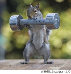 &ldquo;リスが筋トレ中&rdquo;写真に反響「これは通販番組からスカウトが来る」。