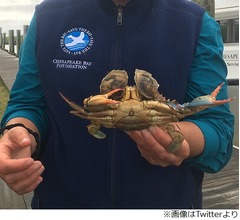 両目を&ldquo;牡蠣で塞がれた&rdquo;カニ