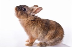 うさぎが歴史的資料を&ldquo;発掘&rdquo;、約8,000年前の矢じりなど掘り起こす。