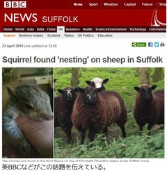 羊の毛の中に&ldquo;子リス&rdquo;がいた、首もとで動く姿に飼い主もびっくり。