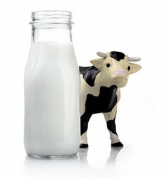 牛乳取りに玄関出たら牛がいた、目の前で庭の草木をムシャムシャ。